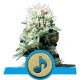 Dance World - Royal Queen Seeds